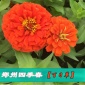 批發草花種子 百日草種子 四季易播 **優惠 價格從優