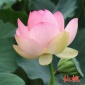 批發 開口碗蓮種子 水生花卉荷花水培 盆栽四季播種園藝 **優惠