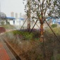 公園霧森系統,公園霧森系統,別墅區景觀造霧方案設計